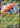Erika's Vileplume ex 003/217 Double Rare Ascended Heroes Pokemon