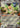 Squawkabilly ex 075/091 Double Rare Paldean Fates Pokemon
