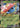 Erika's Vileplume ex 003/217 Double Rare Ascended Heroes Pokemon Holo