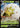 Eldegoss V 005/073 Holo V Rare Champion's Path Pokemon