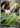 Togedemaru 104/094 Illustration Rare Phantasmal Flames Pokemon