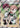 Gym Trainer 068/072 Ultra Rare Shining Fates Pokemon