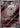 Lileep 104/102 Art Rare Stellar Miracle Pokemon Japanese Holo