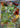 Sprigatito 025 30th Celebration: First Partner  Card Set Vol. 3 Pokemon Chinese