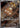 Stunfisk 113/106 Art Rare Super Electric Breaker Pokemon Japanese Holo