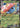 Erika's Vileplume ex 003/217 Double Rare Ascended Heroes Pokemon