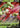 Tsareena V 021/264 Holo V Rare Fusion Strike Pokemon