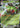 Ancient Genesect ex 003 RR Chasing Glory Together Pokemon Chinese