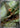Chespin 084/083 Art Rare Ninja Spinner Pokemon Japanese Holo