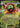Mega Meganium ex 034 Holo Promo ME: Mega Evolution Promo Pokemon