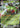 Ancient Genesect ex 003 RR Chasing Glory Together Pokemon Chinese