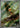 Chespin 084/083 Art Rare Ninja Spinner Pokemon Japanese