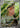 Vivillon 107/106 Art Rare Super Electric Breaker Pokemon Japanese Holo