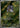 Nymble 082/080 Art Rare Inferno X Pokemon Japanese