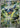 Vikavolt 747/742 Starter Deck 100 Battle Collection Pokemon Japanese