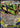 Mega Rayquaza ex 058/076 Double Rare M6: Storm Emeralda Pokemon Japanese Holo