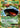 Venusaur EX 1/108 Holo EX Rare Evolutions Pokemon
