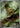 Chespin 084/083 Art Rare Ninja Spinner Pokemon Japanese Holo