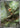 Chespin 084/083 Art Rare Ninja Spinner Pokemon Japanese